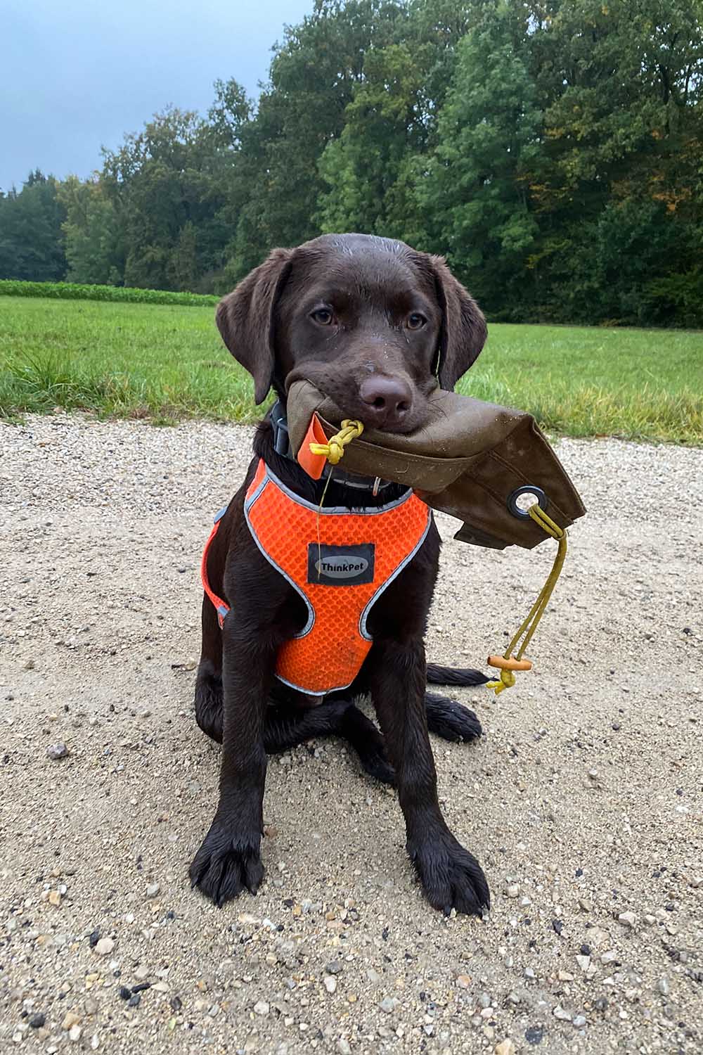 Dummy für Hundetraining Dummy für Hundetraining