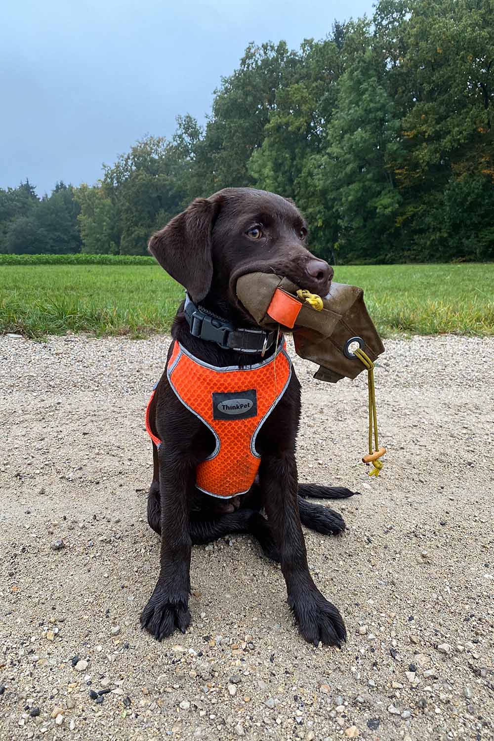 Dummy für Hundetraining aus PU beschichtetem Nylon Dummy für Hundetraining aus PU beschichtetem Nylon